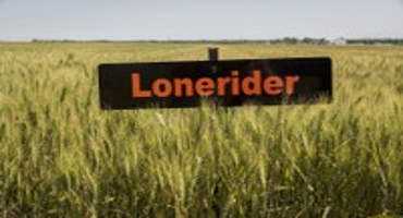 Lonerider Completes Trio Of 2017 OSU Wheat Releases
