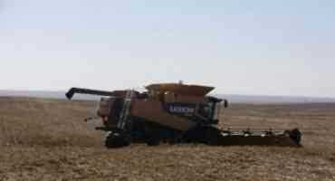  Crops Are Maturing Quicker Due To Lack Of Moisture