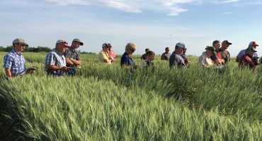 Research Suggests Changes In Two Wheat Practices Could Lead To Increased Yield