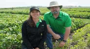  Research Looks To Update Hail Insurance Guidelines For Soybeans