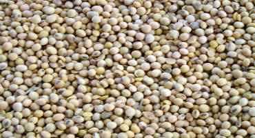  Soybean Acres Have Tripled This Year Among Sask Producers