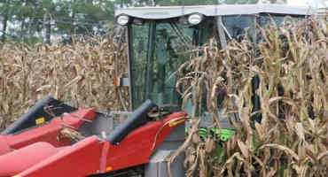 Georgia Corn Yields Expected To Be Higher In Dryland Fields, Lower In Irrigated Fields
