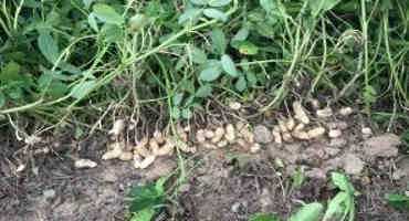 Midsummer Peanut Updates For Virginia