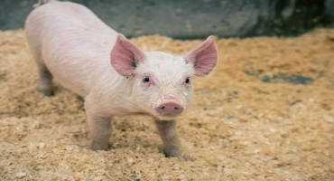 Researcher Studying Agriculture Fairs And Flu Among Pigs