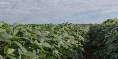 Growing In-Demand Soybeans Can Boost Profitability For Farmers