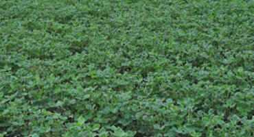 Response Of Soybean Yield To Dicamba Exposure: A Research-Based Report
