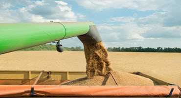 Early harvest reports indicate good yields in Manitoba