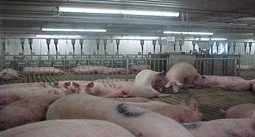 How Much Floor Space Does A Pregnant Sow Need In A Group-Housing System With Electronic Sow Feeders?