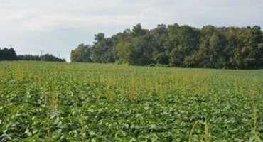 Invasive Pigweeds Rising Above Soybean Canopies