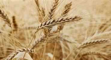  New Genetic Technology Allowing Scientists To Improve Agriculture