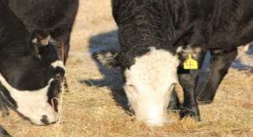 Protein Supplementation and Forage Intake