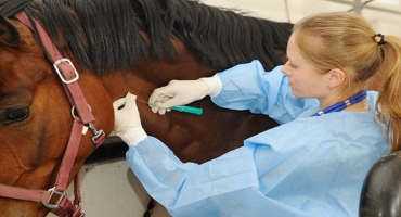 Triple E Virus Deadly to Horses and Humans