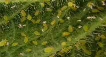  Soybean Aphids Continue To Be A Concern