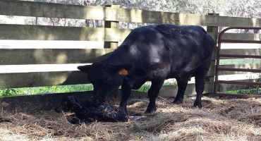 Summer Temperatures Shorten Gestation Length of Early Fall-calving Cows