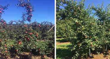 2017 Apple Maturity Assessments—Week Two