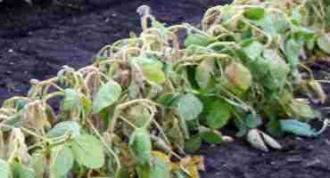  Dicamba Drift Appearing In Manitoba Soybeans