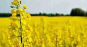  Market Analyst Expects Wheat And Canola Prices To Rise In Saskatchewan