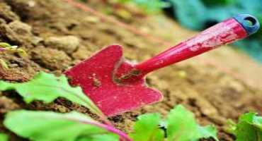 Give Your Soil A Check-Up This Fall