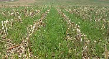 A Look at Cover Crops: Winter Rye
