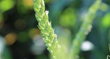 Wax on: How Wheat Plants Shield Themselves During Drought