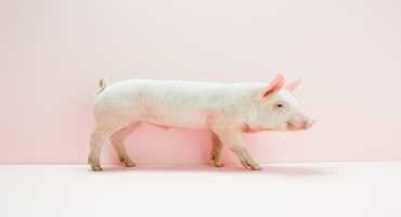 Organ transplants from pigs may be viable in the future