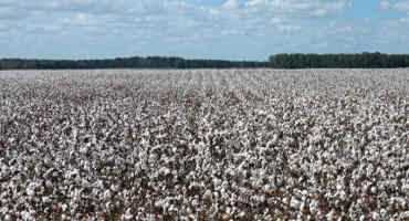 How Generic Base Could Be Treated with the Cottonseed Proposal for 2018