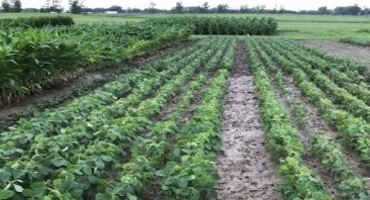 Demonstration Plots Can Offer Farmers Insight