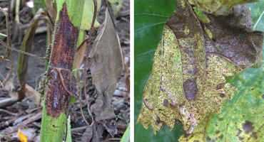 Phomopsis Stem Canker and Sunflower Rust Developing in Sunflower