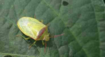 Redbanded Stinkbugs Threaten State's Maturing Soybean Crop