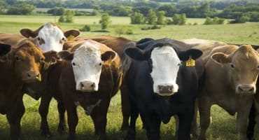 BeefTalk: Diversity Helps Mitigate Drought Effects