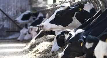 Canada’s dairy supply management system is attractive to some U.S. farmers