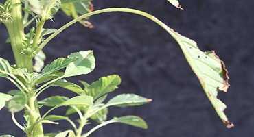 Now is the time to Scout for Palmer Amaranth