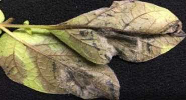 Late Blight Found In Potatoes In Michigan’s Montcalm County