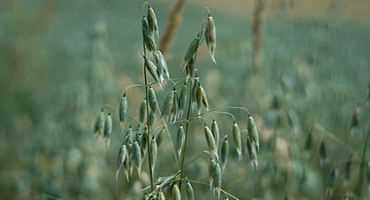 Using Plant Growth Regulator in Oats Grown for Grain