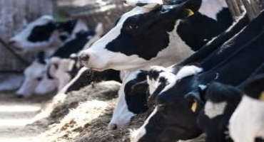 Report Outlines Steps To Reduce Antibiotic Use On The Farm