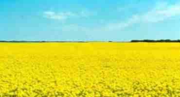 Canola Industry Worried About Insecticide Ban