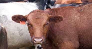 Beef Bring Nearly $5 Billion To Minnesota's Economy