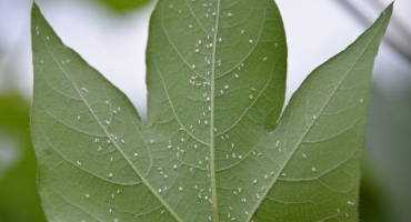 Silverleaf Whitefly: Devastating to Cotton Industry
