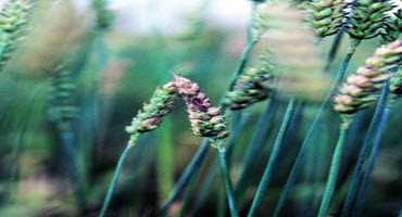 What to look for when scouting for fusarium
