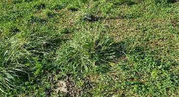 Grazing Bites: Another Look at Tall Fescue