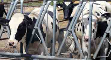  Canadian Dairy Industry Increases Accountability