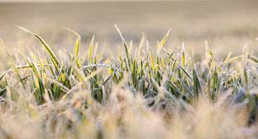 Frost in Alberta could impact harvest decisions