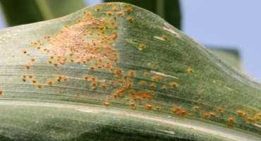 More On The Diagnosis Of Southern Rust Of Corn