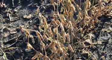  Slow Down To Avoid Soybean Loss During Harvest