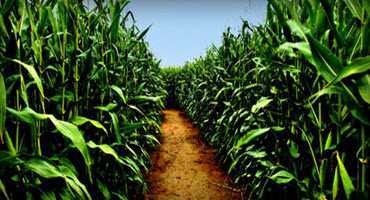 Corn mazes are cropping up across the U.S.