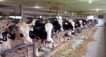 Feed Management: Phosphorus Levels in Component-Fed Herds