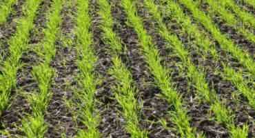 Top 8 Recommendations For Winter Wheat Establishment In 2017