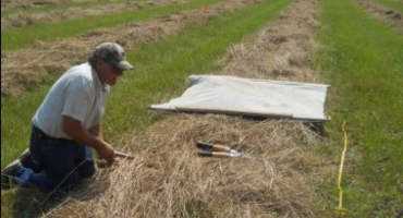 Three-Year Demonstration Completed On Hay Fertility In Chippewa County