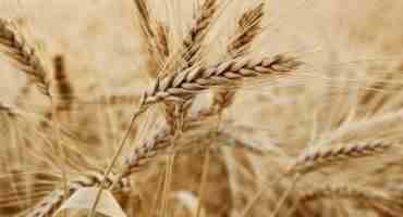  Area Farmers Haul In Durum To Help Third-World Countries