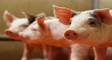 Calcium To Phosphorus Ratio In Pig Diets Established By New Study